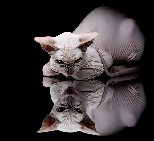 校园体育科技创新活动设计与评估标准，学校体育活动创新